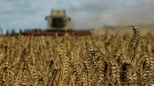 Rusia incrementa un 60 % sus exportaciones en julio tras renunciar a los acuerdo de grano