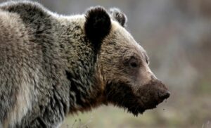 Policía mata a un oso que había atacado a un niño en su jardín al norte de Nueva York