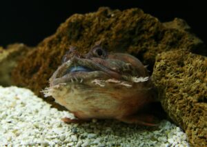 Identifican en Brasil una sustancia extraída del veneno de un pez para tratar el asma