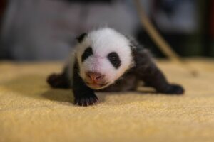 Nace por primera vez un cachorro de oso panda en el Zoológico de Moscú