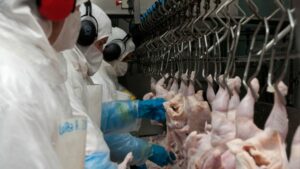 Brasil será el primer país del mundo en exportar carne de pollo a Israel