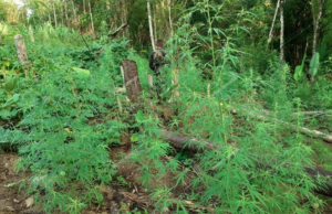 Nicaragua decomisa 12.000 plantas de marihuana y detiene a cuatro nicaragüenses