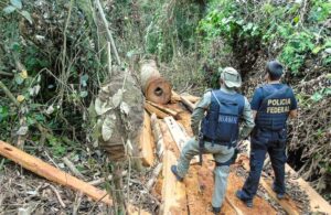 Autoridades rescatan a 225 personas que trabajaban como esclavas en la Amazonía brasileña