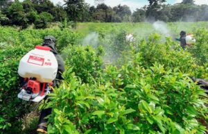 Colombia advierte «desaceleración» en cultivos de coca, pese a llegar a máximo histórico