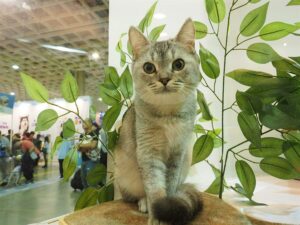 Dueños de gatos veganos dicen que sus mascotas están más sanas que las que comen carne