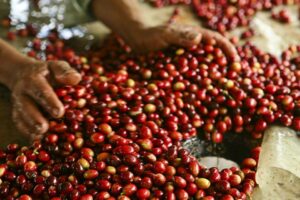 Caficultores de Venezuela denuncian que el precio de venta no cubre costos de producción