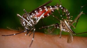 Se elevan a 13 las muertes por dengue en República Dominicana con 14.100 casos sospechosos