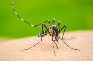Confirman primer caso de dengue por transmisión intrauterina en República Dominicana