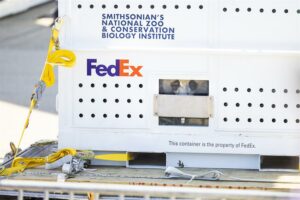 Washington despide a sus tres pandas, que regresan a China en un vuelo privado