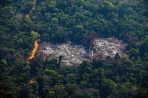 Deforestación en la Amazonía brasileña cae un 22 % en el último año