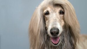 Detienen en EE.UU. a maestra que vivía en casa móvil con más de 300 animales