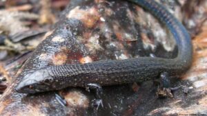 Científicos descubren en la Amazonía peruana dos nuevas especies de lagartijas