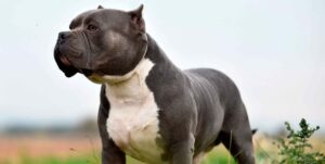 Dos perros pitbull matan a una doctora en Nicaragua, la tercera víctima de canes en un mes