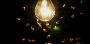 Luz artificial merma la orientación de los insectos ¿Por qué revolotean ante esta?