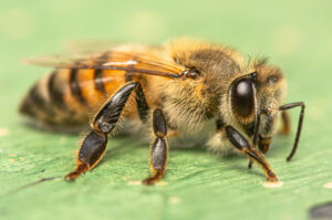 Muere un hombre de 74 años atacado por abejas africanas en el noroeste de Nicaragua