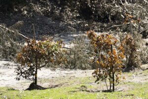 Los árboles que sobrevivieron a Hiroshima y ahora también al fuego en Viña del Mar