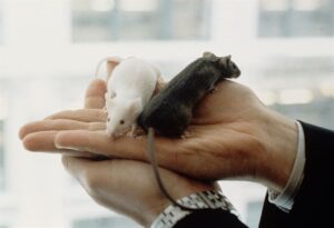 Un estudio en ratones asocia erecciones regulares con la prevención de la impotencia