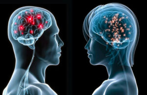 IA identifica que los cerebros de hombres y mujeres se organizan de forma diferente
