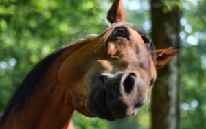 Casos de encefalomielitis equina caen «drásticamente» en Uruguay