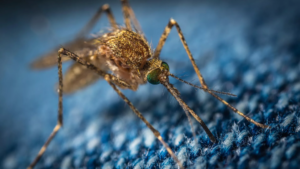 La capital argentina se encuentra en un brote epidémico de dengue