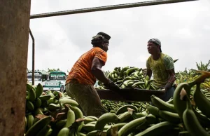 Acusan a 14 directivos de empresas bananeras en Colombia de financiar a paramilitares