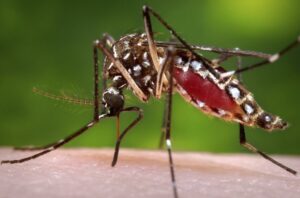 Brasil supera las 1.000 muertes por dengue en lo que va de 2024 y se aproxima al récord
