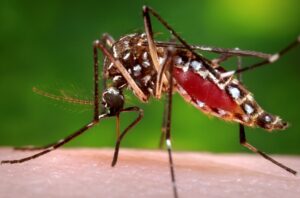 Alerta amarilla en zona central de Chile por presencia del mosquito transmisor del dengue