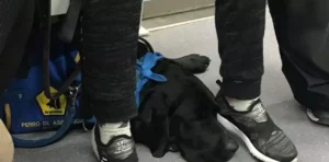 Un estudiante con autismo gana lucha legal y podrá ir a clases con su perro en Costa Rica