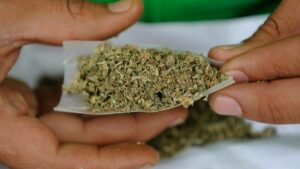 EE.UU. dará histórico paso al clasificar la marihuana como una droga de bajo riesgo