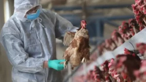 OMS aclara que la alerta por la gripe aviar no significa que será la próxima pandemia