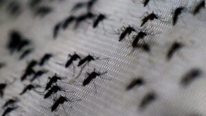 OPS advierte epidemia sin precedentes de dengue en Latinoamérica con 8,1 millones de casos