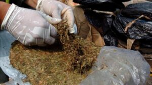 Fuerza Armada a incauta 21 kilos de marihuana