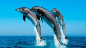 Los delfines que juegan juntos de crías tienen más éxito reproductivo de mayores