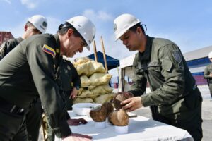Incautan en Colombia cargamento de 176 kilos de cocaína diluida en cocos que iban a España