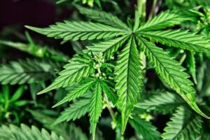 Negocio del cannabis continúa su batalla con la ley en Nueva York