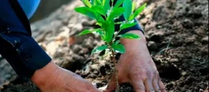 Venezuela entrega 12.500 plantas de merey como parte de un plan de reforestación