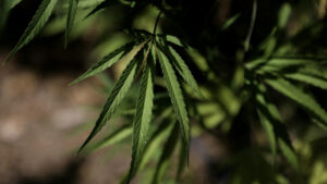 Supremo de Brasil forma mayoría a favor de descriminalizar el consumo de marihuana