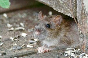 Confirman un tercer caso de peste bubónica en humanos en EE.UU.