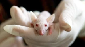 Una nueva metodología optimiza la generación de modelos de cáncer de pulmón en ratones