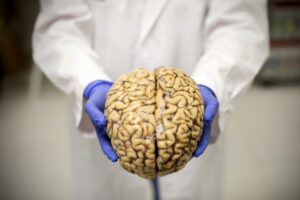 Investigadores españoles demuestran que el cerebro puede rejuvenecer mediante estímulos