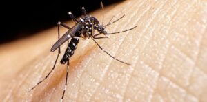 Más de 100 muertos por dengue en Centroamérica y el Caribe, con al menos 200.000 casos