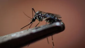 Los casos confirmados de dengue en El Salvador superan los 500, según el Gobierno