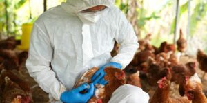 Detectan el virus de la gripe aviar «altamente patógeno» en gaviotas en Portugal