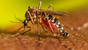 EE.UU. identifica 21 casos de fiebre de Oropouche en viajeros procedentes de Cuba