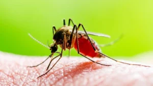 Italia registró 232 casos de virus del Nilo y suma ocho muertes durante los últimos meses
