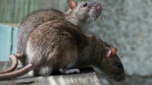 Nueva York empieza su Cumbre de Ratas Urbanas con los ojos en las estrategias europeas
