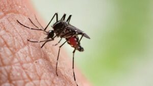 OMS lanza un plan global para combatir el Dengue
