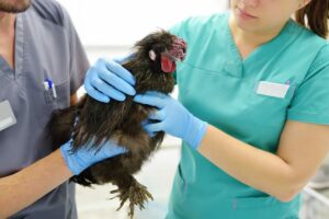 Detectan el virus de la gripe aviar en leche cruda de una granja de California