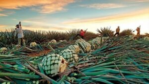 Gobierno certifica el cocuy larense como Indicación Geográfica Protegida