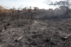 Incendios forestales en Paraguay se intensifican por ola de calor